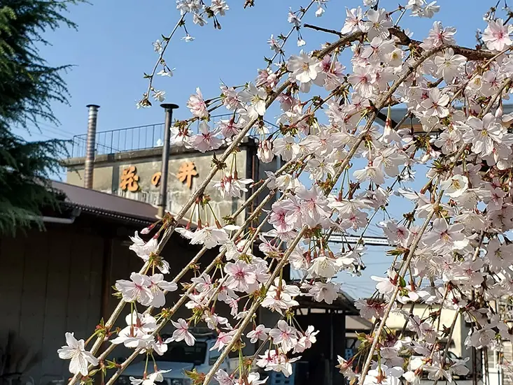 西岡本店_桜の「花の井戸」